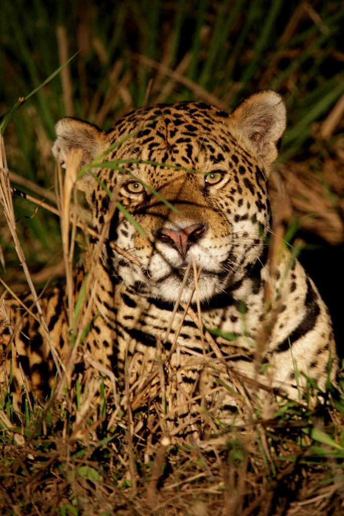 five-best-places-to-see-wildlife-in-latin-america